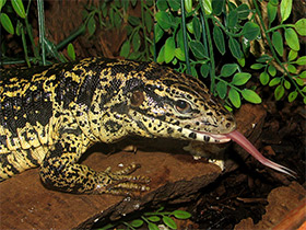 Фото Обыкновенный тэгу