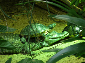 Смотреть фото Крокодиловый кайман Фото Крокодиловый кайман