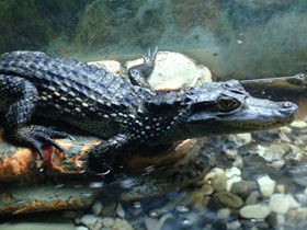 Смотреть фото Крокодиловый кайман Фото Крокодиловый кайман