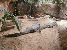 Смотреть фото Парагвайский кайман Фото Парагвайский кайман