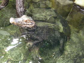 Смотреть фото Гладколобый кайман Фото Гладколобый кайман
