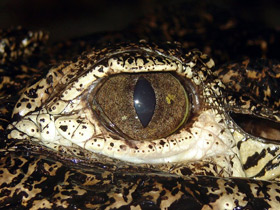 Смотреть фото Кубинский крокодил Фото Кубинский крокодил