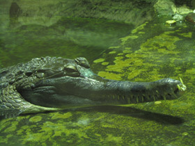 Смотреть фото Гавиаловый крокодил Фото Гавиаловый крокодил