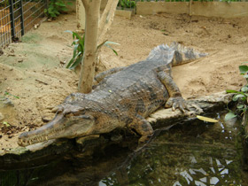 Смотреть фото Гавиаловый крокодил Фото Гавиаловый крокодил