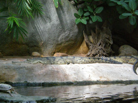 Смотреть фото Гавиал Фото Гавиал