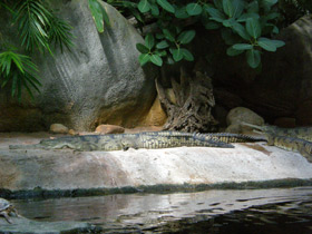 Смотреть фото Гавиал Фото Гавиал