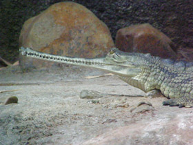 Смотреть фото Гавиал Фото Гавиал