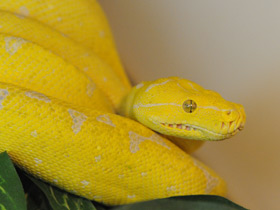 Смотреть фото Зеленый питон Фото Зеленый питон