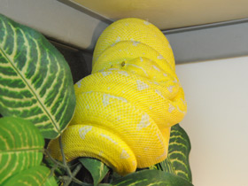 Смотреть фото Зеленый питон Фото Зеленый питон