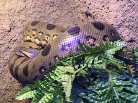 Фото Гигантская анаконда