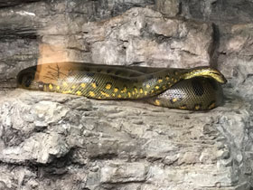 Фото Гигантская анаконда