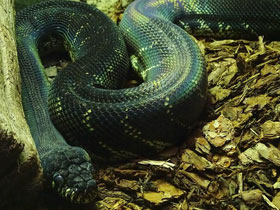 Смотреть фото Чёрный питон Фото Чёрный питон