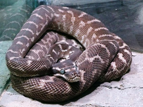 Смотреть фото Килеватый ромбический питон Фото Килеватый ромбический питон