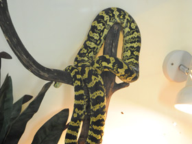 Смотреть фото Ковровый питон Чейна Фото Ковровый питон Чейна