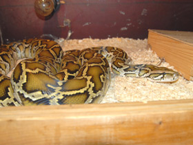 Смотреть фото Самые сонные животные Фото Самые сонные животные