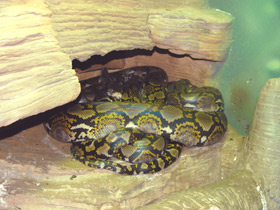 Смотреть фото Сетчатый питон Фото Сетчатый питон