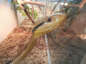 Смотреть фото Большезубая бойга Фото Большезубая бойга