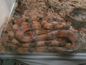 Смотреть фото Большезубая бойга Фото Большезубая бойга