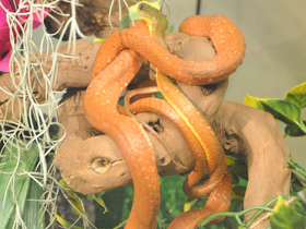 Смотреть фото Черноголовая бойга Фото Черноголовая бойга