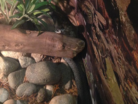 Смотреть фото Большеголовый уж Фото Большеголовый уж