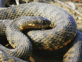 Смотреть фото Водяной уж Фото Водяной уж