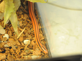 Смотреть фото Бамбуковый полоз Кокса Фото Бамбуковый полоз Кокса