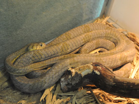 Смотреть фото Африканская бойга Фото Африканская бойга