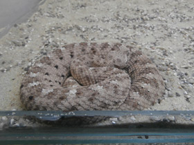 Смотреть фото Рогатый гремучник Фото Рогатый гремучник