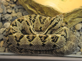 Смотреть фото Каскавелла Фото Каскавелла