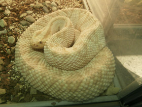 Смотреть фото Каскавелла Фото Каскавелла