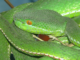 Смотреть фото Тибетская куфия Крамера Фото Тибетская куфия Крамера