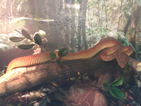 Смотреть фото Береговая куфия Фото Береговая куфия