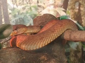 Смотреть фото Береговая куфия Фото Береговая куфия