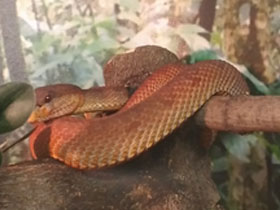 Смотреть фото Береговая куфия Фото Береговая куфия