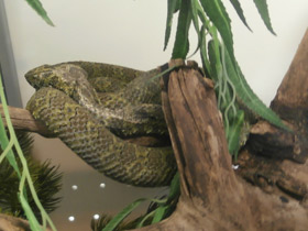 Смотреть фото Мангшанская куфия Фото Мангшанская куфия