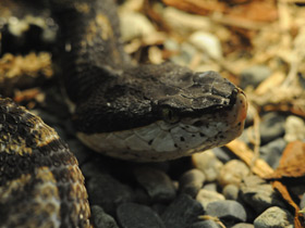 Смотреть фото Носатая гадюка Фото Носатая гадюка
