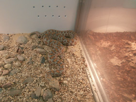 Смотреть фото Нуратинская гюрза Фото Нуратинская гюрза