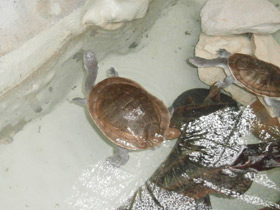 Смотреть фото Змеиношейная черепаха МакКорди Фото Змеиношейная черепаха МакКорди