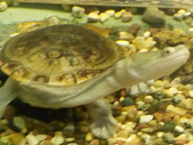 Смотреть фото Змеиношейная черепаха Зибенрока Фото Змеиношейная черепаха Зибенрока