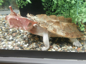 Смотреть фото Черепаха матамата Фото Черепаха матамата