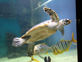 Смотреть фото Бисса Фото Бисса