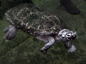 Смотреть фото Чёрная пятнистая прудовая черепаха Фото Чёрная пятнистая прудовая черепаха