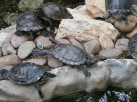 Смотреть фото Украшенная черепаха Нельсона Фото Украшенная черепаха Нельсона
