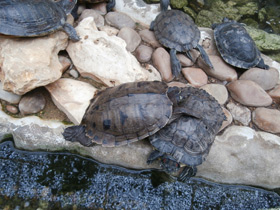 Смотреть фото Украшенная черепаха Нельсона Фото Украшенная черепаха Нельсона