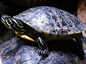 Смотреть фото Украшенная черепаха Нельсона Фото Украшенная черепаха Нельсона