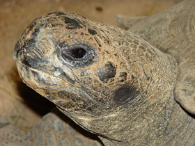 Смотреть фото Слоновая черепаха Фото Слоновая черепаха