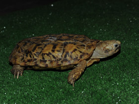 Смотреть фото Эластичная черепаха Фото Эластичная черепаха