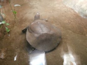 Смотреть фото Африканский трионикс Фото Африканский трионикс